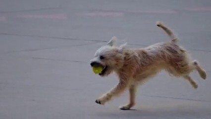 A light colored dog holding a ball on pavement