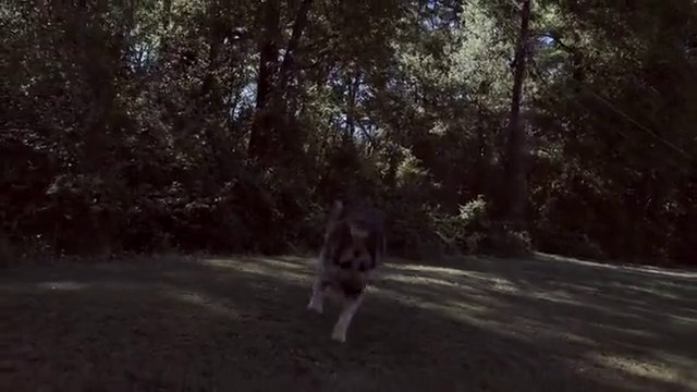 A German Shepherd running across a grass field