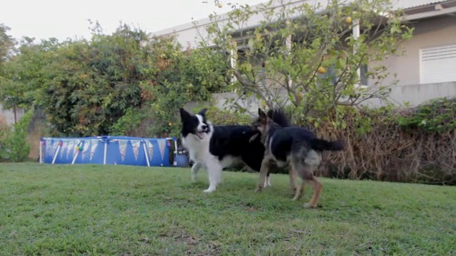 Two dogs playing in a backyard